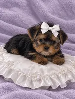 Demi- Dainty💯🔥210-753-6551, a female Yorkshire Terrier for sale in Austin, TX – 2 of 4
