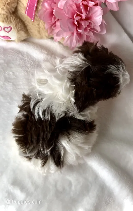 ELLA- IMPERIAL -Liver Brown 🔥💯🔥 – Shih Tzu puppy for sale in San Antonio, TX