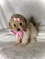 Lola - Toy Maltipoo 💕, a female Maltipoo and Poodle - Toy  for sale in San Marcos, TX – 2 of 5