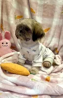 BUDDY- Sweetest ever! ❤️, a male Shih Tzu for sale in Austin, TX – Photo 7 of 8