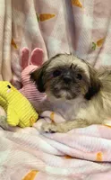 BUDDY- Sweetest ever! ❤️, a male Shih Tzu for sale in Austin, TX – Photo 6 of 8