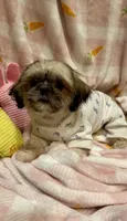 BUDDY- Sweetest ever! ❤️, a male Shih Tzu for sale in Austin, TX – Photo 3 of 8