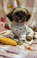 BUDDY- Sweetest ever! ❤️, a male Shih Tzu for sale in Austin, TX – Photo 4 of 8