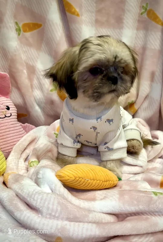 BUDDY- Sweetest ever! ❤️ – Shih Tzu puppy for sale in Austin, TX