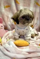 BUDDY- Sweetest ever! ❤️, a male Shih Tzu for sale in Austin, TX – Photo 1 of 8