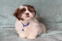 Chase- super fluffy guy! 💙, a male Shih Tzu for sale in San Antonio, TX – 3 of 6
