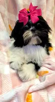 Demi- Beautiful shiny black 🔥, a female Shih Tzu for sale in Austin, TX – Photo 6 of 9