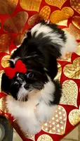Demi- Beautiful shiny black 🔥, a female Shih Tzu for sale in Austin, TX – Photo 9 of 9
