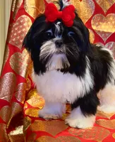 Demi- Beautiful shiny black 🔥, a female Shih Tzu for sale in Austin, TX – Photo 8 of 9