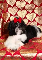 Demi- Beautiful shiny black 🔥, a female Shih Tzu for sale in Austin, TX – Photo 5 of 9