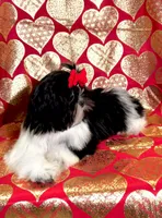 Demi- Beautiful shiny black 🔥, a female Shih Tzu for sale in Austin, TX – Photo 7 of 9