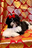 Demi- Beautiful shiny black 🔥, a female Shih Tzu for sale in Austin, TX – Photo 3 of 9