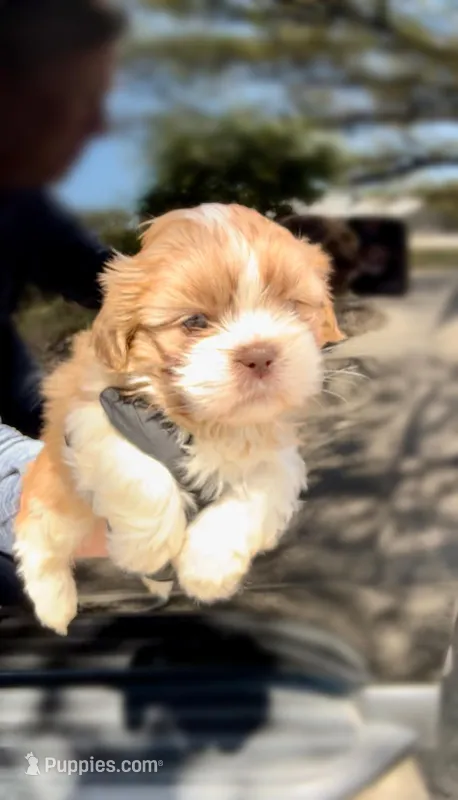 Cody-J.  RED rare beauty 🔥 – Shih Tzu puppy for sale in Austin, TX