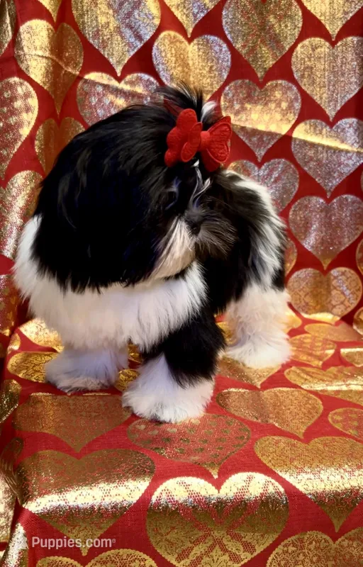 Demi- Beautiful shiny black 🔥 – Shih Tzu puppy for sale in Austin, TX