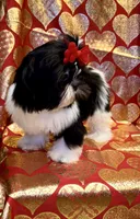 Demi- Beautiful shiny black 🔥, a female Shih Tzu for sale in Austin, TX – Photo 1 of 9