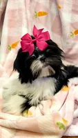 Demi- Beautiful shiny black 🔥, a female Shih Tzu for sale in Austin, TX – Photo 2 of 9