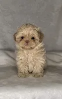 TEDDY- RARE color, SEE VIDEO! 🔥💜🔥, a male Shih Tzu for sale in San Marcos, TX – 4 of 9