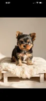 Teddy- only 2 lb now 🔥🔥🔥, a male Yorkshire Terrier for sale in San Marcos, TX – 4 of 4