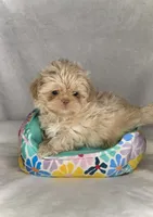 KODA-  RARE Lavender Beauty 💜💯, a male Shih Tzu for sale in San Antonio, TX – 6 of 10