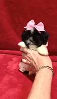 Demi- She’s a lover! ❤️, a female Shih Tzu for sale in Austin, TX – Photo 2 of 4