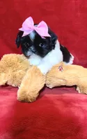 Demi- She’s a lover! ❤️, a female Shih Tzu for sale in Austin, TX – Photo 3 of 4