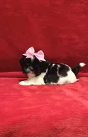 Demi- She’s a lover! ❤️, a female Shih Tzu for sale in Austin, TX – Photo 1 of 4