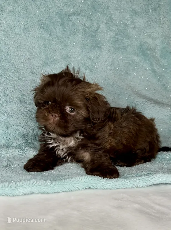 SIMBA- DoLL Face Small Boy 💜💯💜 – Shih Tzu puppy for sale in San Marcos, TX