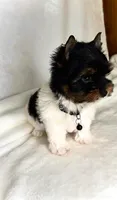 Dexter- TINY PARTI  ❤️❤️❤️, a male Yorkshire Terrier for sale in San Marcos, TX – 5 of 10