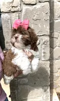 Demi- Beautiful deep red & liver nose 🔥, a female Shih Tzu for sale in San Antonio, TX – Photo 6 of 9
