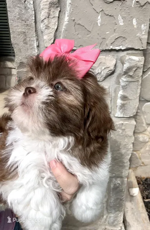 Demi- Beautiful deep red & liver nose 🔥 – Shih Tzu puppy for sale in San Antonio, TX