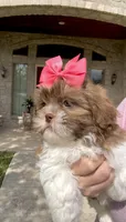 Demi- Beautiful deep red & liver nose 🔥, a female Shih Tzu for sale in San Antonio, TX – Photo 3 of 9