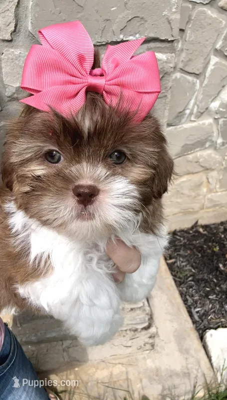 Demi- Beautiful deep red & liver nose 🔥 – Shih Tzu puppy for sale in San Antonio, TX