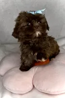 Spice-  Beautiful Chocolate girl 💕💯, a female Shih Tzu for sale in San Antonio, TX – 2 of 6