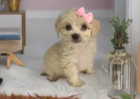 Sugar - Sweetest disposition 💕, a female Maltipoo and Poodle - Toy  for sale in San Marcos, TX – 2 of 5