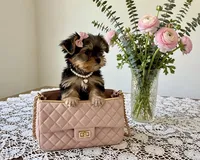 Dolly- TEDDYBEAR YORKIE💯💕💕, a female Yorkshire Terrier for sale in Austin, TX – 4 of 4
