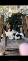 Luna- the sweetest 💯, a female Shih Tzu for sale in Austin, TX – Photo 4 of 5