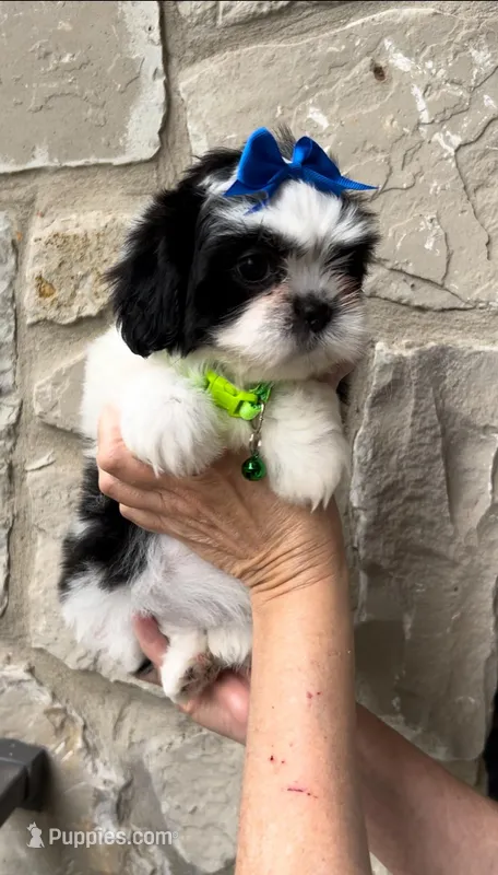 Gilley- the Sweetest ❤️