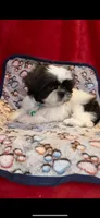 Gilley- the Sweetest ❤️, a male Shih Tzu for sale in Austin, TX – Photo 2 of 4