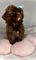 SPICE- Small Chocolate girl 💕🔥💕, a female Shih Tzu for sale in San Marcos, TX – 2 of 6