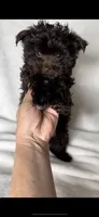 Spice- Imperial Chocolate baby 🔥❤️🔥, a female Shih Tzu for sale in San Marcos, TX – 6 of 6