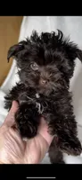 SCOOTER. 🔥See VIDEO! 🔥❤️, a male Yorkshire Terrier and Morkie for sale in San Marcos, TX – 10 of 10