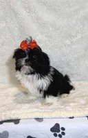 Gigi- Sweetheart ❤️, a female Shih Tzu for sale in Austin, TX – Photo 2 of 5