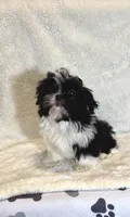 Gigi- Sweetheart ❤️, a female Shih Tzu for sale in Austin, TX – Photo 3 of 5