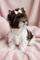 Dolly- TINY BIRO Chocolate nose 🔥, a female Yorkshire Terrier for sale in San Marcos, TX – 2 of 4
