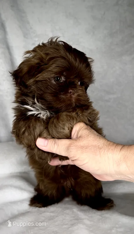 SIMBA- DoLL Face Small Boy 💜💯💜 – Shih Tzu puppy for sale in San Marcos, TX