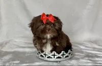 Zoey- Precious CHOCOLATE 🔥🔥, a female Shih Tzu for sale in San Antonio, TX – 2 of 7