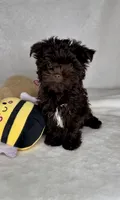 SCOOTER. 🔥See VIDEO! 🔥❤️, a male Yorkshire Terrier and Morkie for sale in San Marcos, TX – 6 of 10