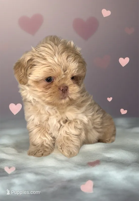 KODA-  RARE Lavender Beauty 💜💯 – Shih Tzu puppy for sale in San Marcos, TX
