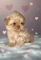 KODA-  RARE Lavender Beauty 💜💯, a male Shih Tzu for sale in San Antonio, TX – 3 of 10