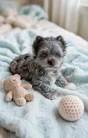 ZIGGY-  Blu eyes MERLE-SMALL 🔥POLAND, a male Yorkshire Terrier for sale in San Marcos, TX – 2 of 4
